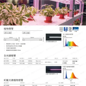 dancelight-design-2025-251