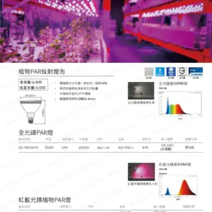 dancelight-design-2025-252